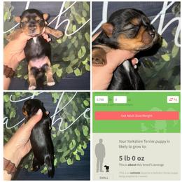 Gracie - Black and gold female Morkie puppy in Cleveland, Tennessee from Moody’s Morkies and More