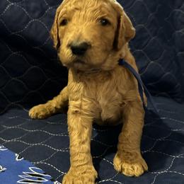 Goldendoodle All Grown Up from Pomegranate Doodles