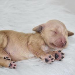 Cream girl - Cream female Dachshund puppy in Seminary, Mississippi from Down South Mavericks Dachshunds
