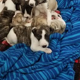 Girl 3 - female Whippet puppy in Shadow Hills, California from Cloverdale Whippets