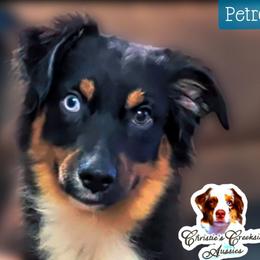 Petro - Black tri male Miniature Australian Shepherd puppy in Punta Gorda, Florida from Christie's Creekside Aussies