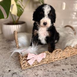 Bay - Tri-color female Bernedoodle puppy in Las Vegas, Nevada from Dose of Doodles