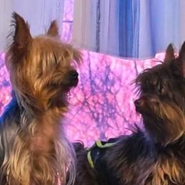 Yorkipoos and Yorkshire Terriers from GRIFFEY'S SPA AND KENNEL
