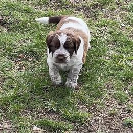 Black collar - Sporty Mix puppy in Ferndale, Washington from Juanita’s Springers