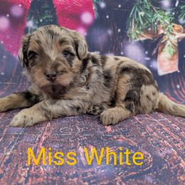 Miss White - Merle female Labradoodle puppy in Lebanon, Pennsylvania from Robertson's Retrievers and Doodles