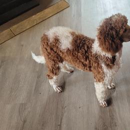 Poodle All Grown Up from Tales Of Joy