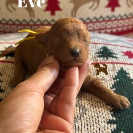 Eve - Red  female Poodle puppy in Modesto, California from Oso’s Red Toy, Mini, & Standard Poodles