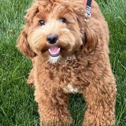 Australian Cobberdog puppies from Joreese Australian Cobberdogs