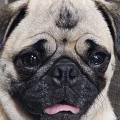 Harley - Pug