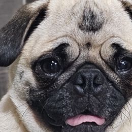 Harley - Pug