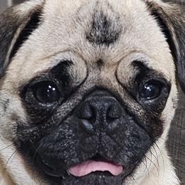 Harley - Pug