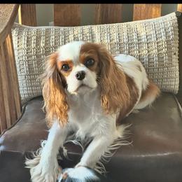 Franny - Cavalier King Charles Spaniel