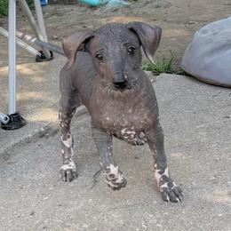 Luna - Black white and tan female Xoloitzcuintli puppy in Manitowoc, Wisconsin from Wonderland Kennel