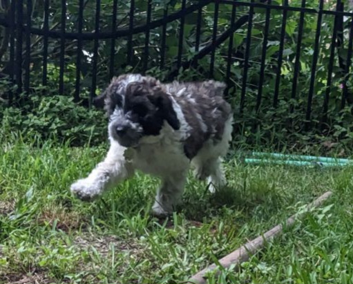 Cockapoo Puppies from Cano Cockapoos
