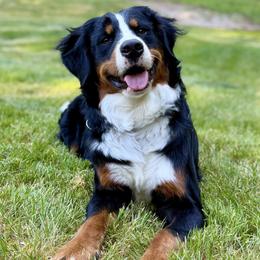 Bernedoodles and Bernese Mountain Dogs from Butter Cup Pups and Paws
