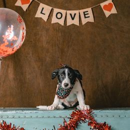 Border Collie Puppies from Rocky Mountain Border Collies