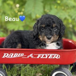 Beau - Black phantom male Aussiedoodle puppy in Lancaster, Minnesota from Finney Ranch