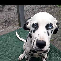 Blue - White and black Dalmatian puppy in Jacksonville, Florida from Sunrise Dalmatians 🌄