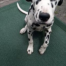 Blue - White and black Dalmatian puppy in Jacksonville, Florida from Sunrise Dalmatians 🌄