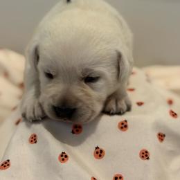 Pumpkin- black collar - Yellow male Labrador Retriever puppy in Isanti, Minnesota from Four Corners Family Labs