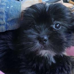 Lhasa Apso Puppies from Cynthia's Lhasa Apsos