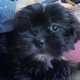 Lhasa Apso Puppies from Cynthia's Lhasa Apsos