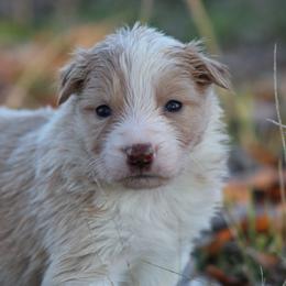 Gold female 2 - Gold female Border Collie puppy in Tylertown, Mississippi from Cool Meadow Farms