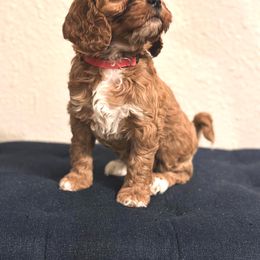 Cavapoo Puppies from The West Family