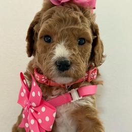 Pink collar - Red  female Goldendoodle puppy in Pawtucket, Rhode Island from Ds_minidoodles