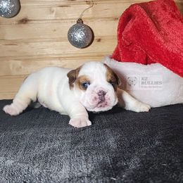 Girl 2 - White female Bulldog puppy in Hillsdale County, Michigan from KZ Bullies LLC