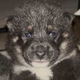 Yoshi - Black and tan male Shiba Inu puppy in Clewiston, Florida from Animal Farm Shiba Inus & Mameshibas
