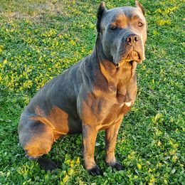 Cane Corso Puppies from True Love Cane Corso