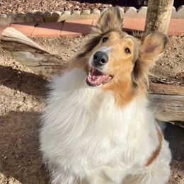 Seven - Collie