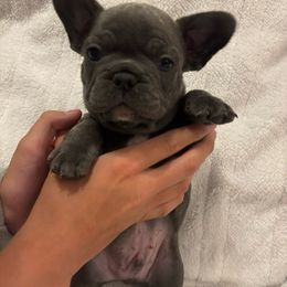Red - Blue male French Bulldog puppy in Rawlins, Wyoming from Wyo frenchies