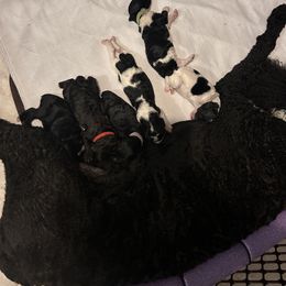 Poodle Puppies from KG Poodle Haus