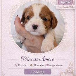 Princess Amore - Blenheim female Cavalier King Charles Spaniel puppy in Mesa, Arizona from Comfort Royalty Cavaliers