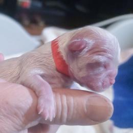 Misty - White female Mal-Shi puppy in Belleville, Michigan from Michigan Maltese Puppies