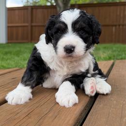 Alamo - Tri-color male Bernedoodle puppy in Fishers, Indiana from Fishers Bernedoodles