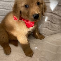 Golden Retriever Puppies from GB kennel