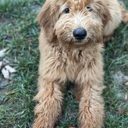 Goldendoodle All Grown Up from Lance Doodle Farm