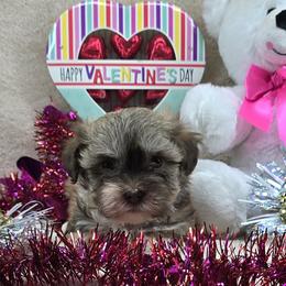 Choco Sable Girl - Chocolate sable female Havanese puppy in Vinita, Oklahoma from Locust Creek Shih Tzu & Havanese