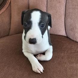 Winnie wide blaze boy - Seal male Italian Greyhound puppy in Phillips, Maine from Maplewood Italian Greyhounds