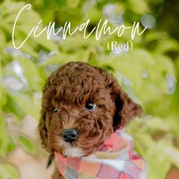 Cinnamon - Red  male Goldendoodle puppy in Patterson, California from Dooling Doodles
