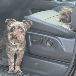 Miniature Schnauzer All Grown Up from Gypsey Creek Mini Schnauzers