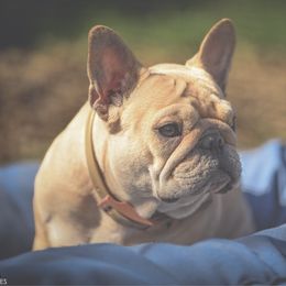 Spice - French Bulldog