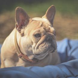 Spice - French Bulldog