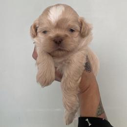 Munchkin - Cream and white male Shih Tzu puppy in Manahawkin, New Jersey from Lilly’s Seashore Shih Tzus