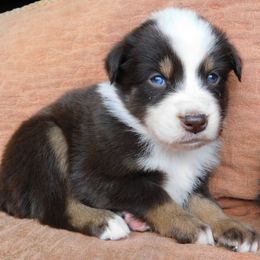 Australian Shepherd Puppies from Wagon Wheel Aussies