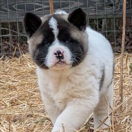 Yuri's Girl 3 - White female Akita puppy in South Carolina from Sierra Mountain Akitas