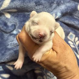 Girl 1 - Cream female Chihuahua puppy in Summerfield, Florida from Uey’s Chihuahuas